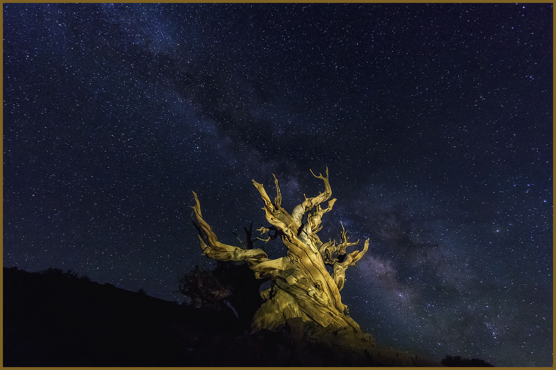 Milky Way & Tree By Carol Murdock