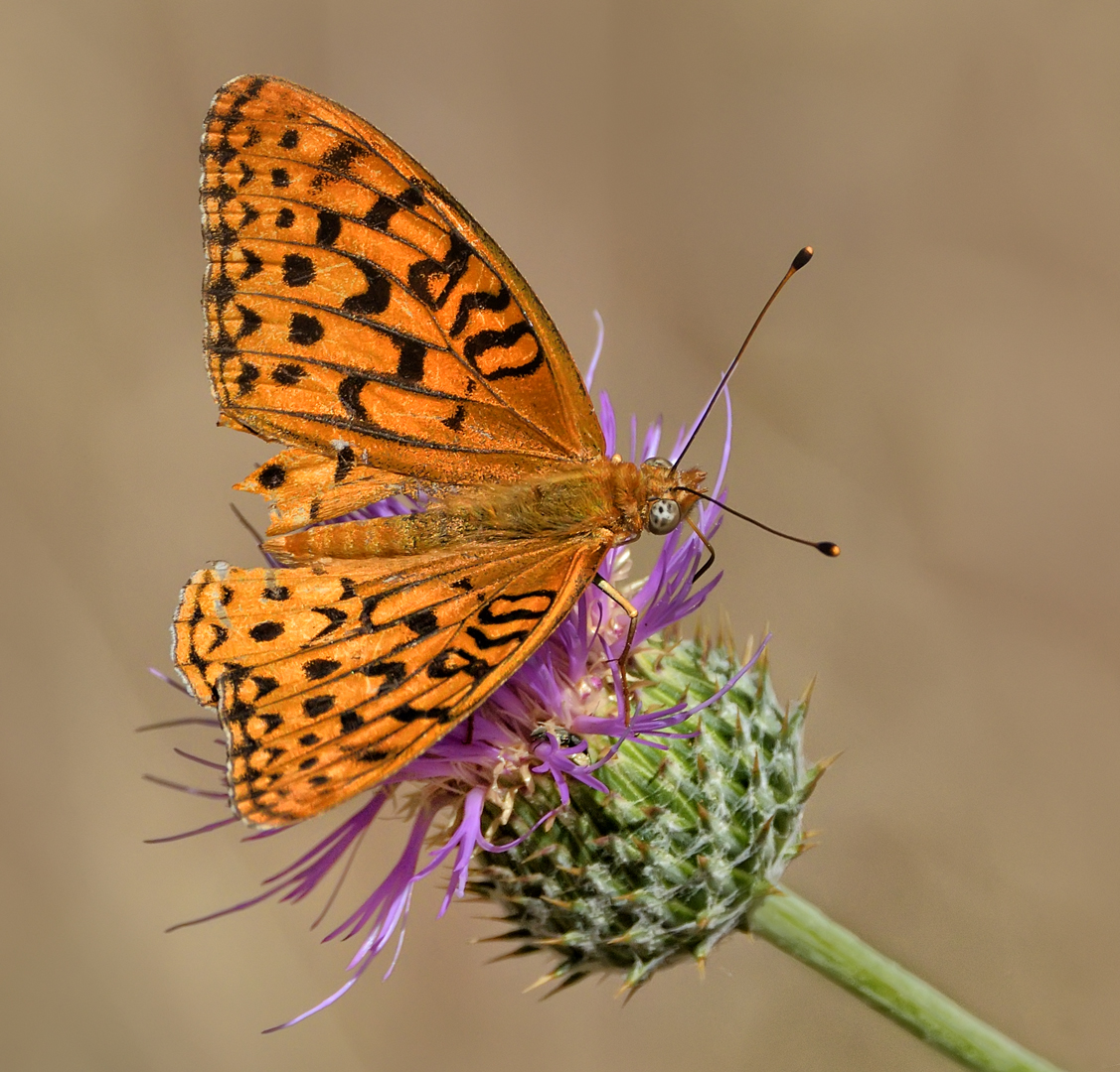 Fritillary On Wild Thistle By Mark Whitbeck