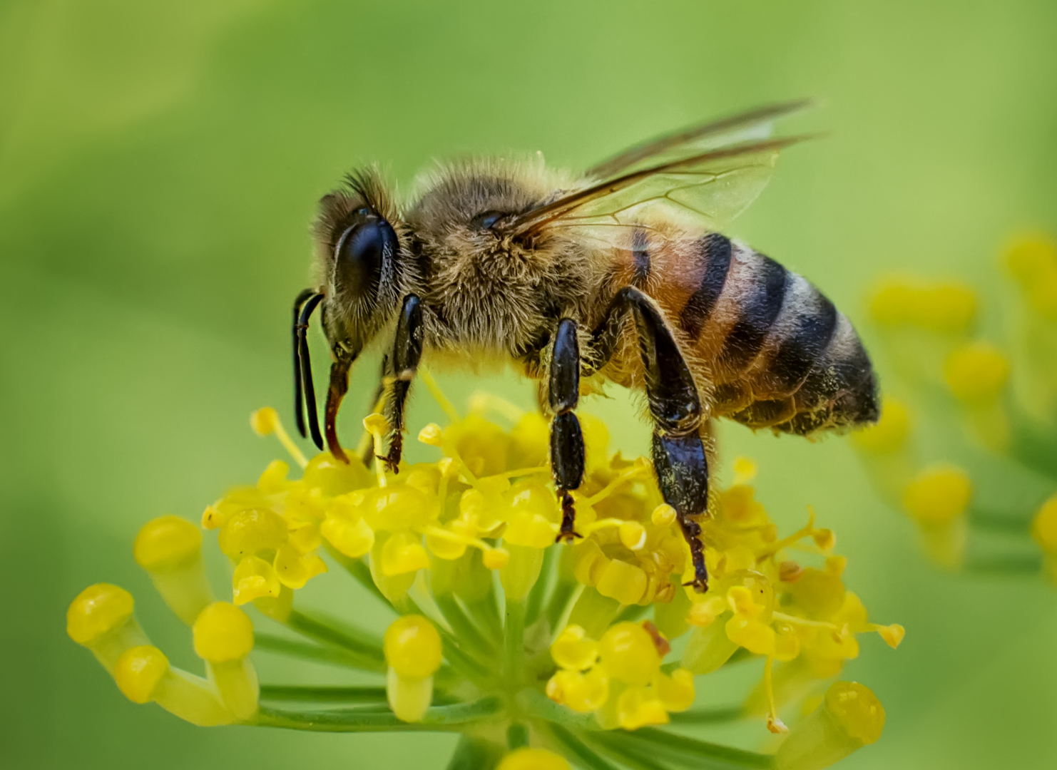Honey Bee Sampling Nectar From Wild Fennel Mark Whitbeck
