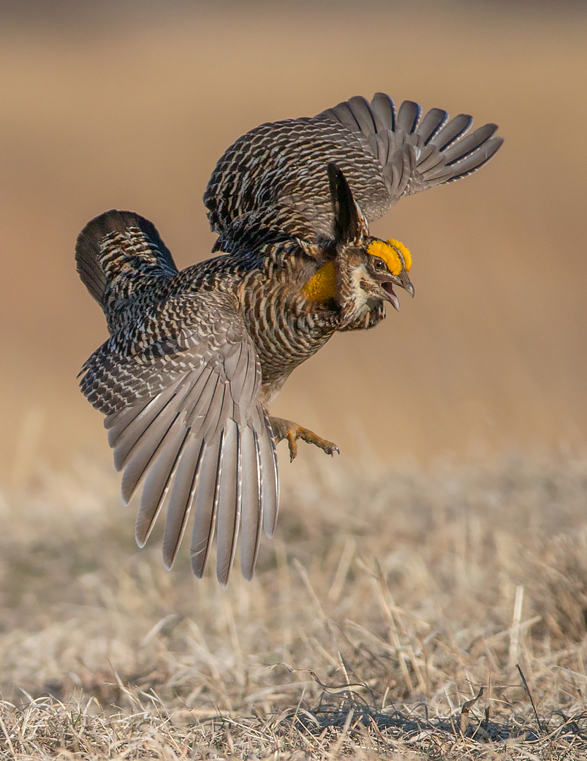 Male Greater Prairie Chicken Defends His Territory by Neil Solomon
