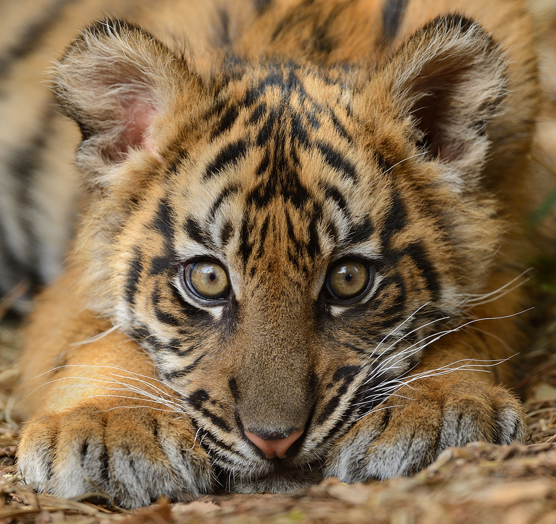 Sumatran Tiger Cub By Mike Wilson