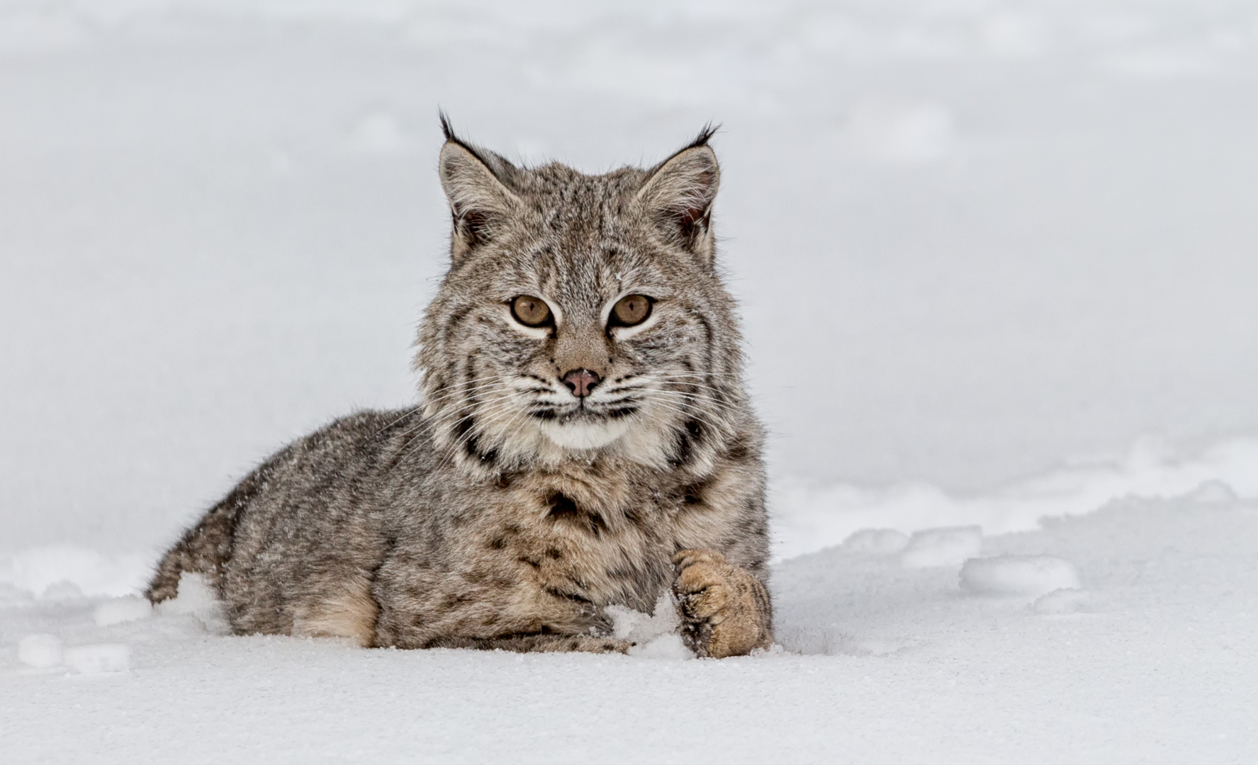 Bobcat In Winter Montana by Heidi Gauthreaux