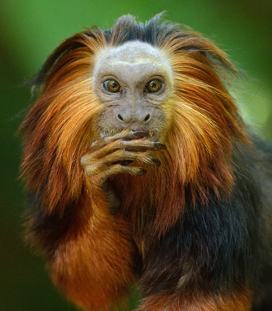 Golden-Headed Lion Tamarin By Mike Wilson