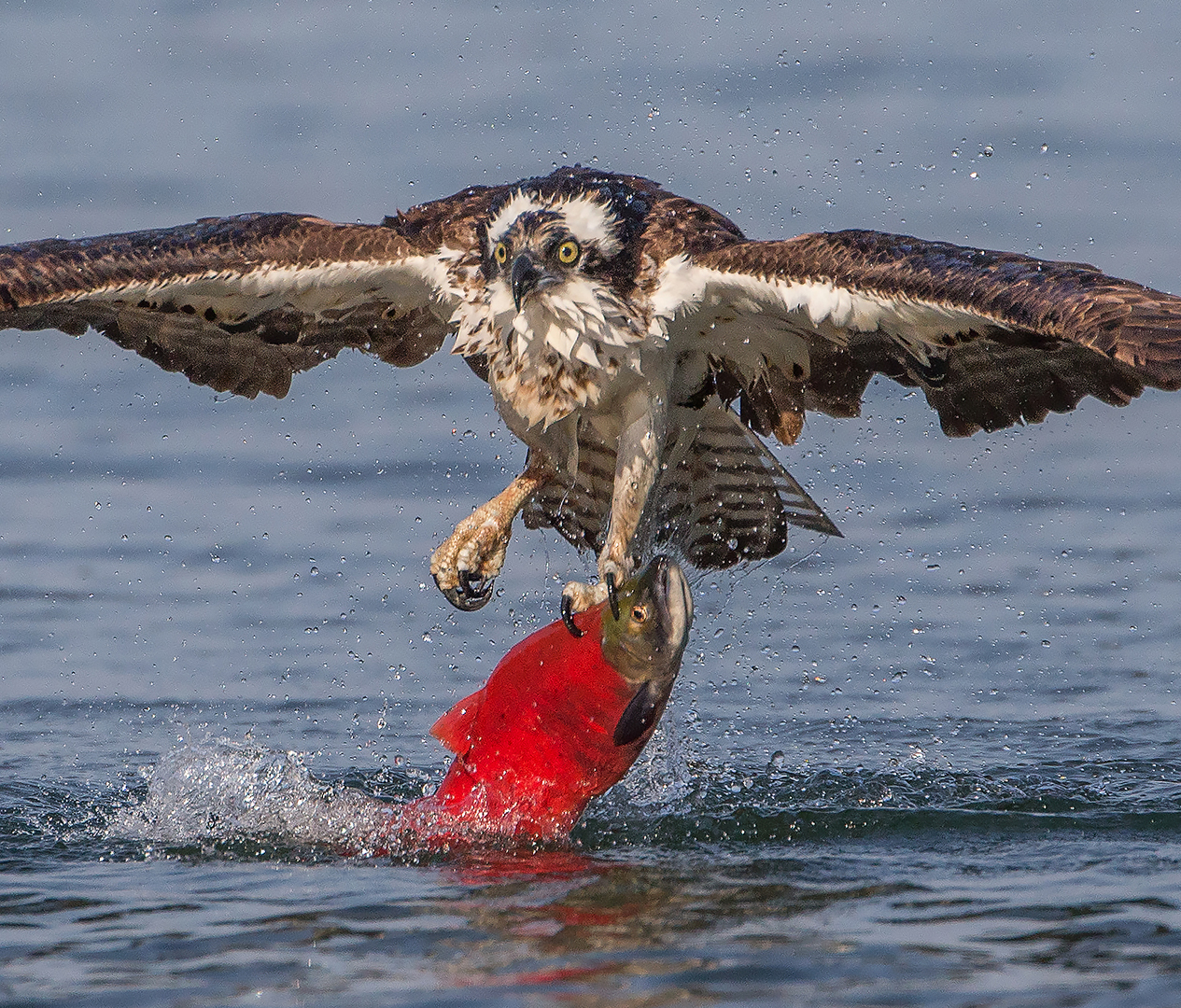 Osprey With Big Red by Neil Soloman