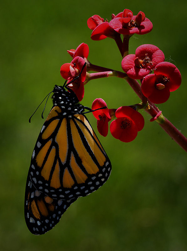 New Monarch Waiting for Wings to Dry by Lin Craft