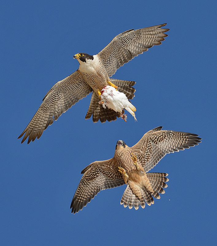 Peregrine Falcon Sneak Attack by Mike Wilson