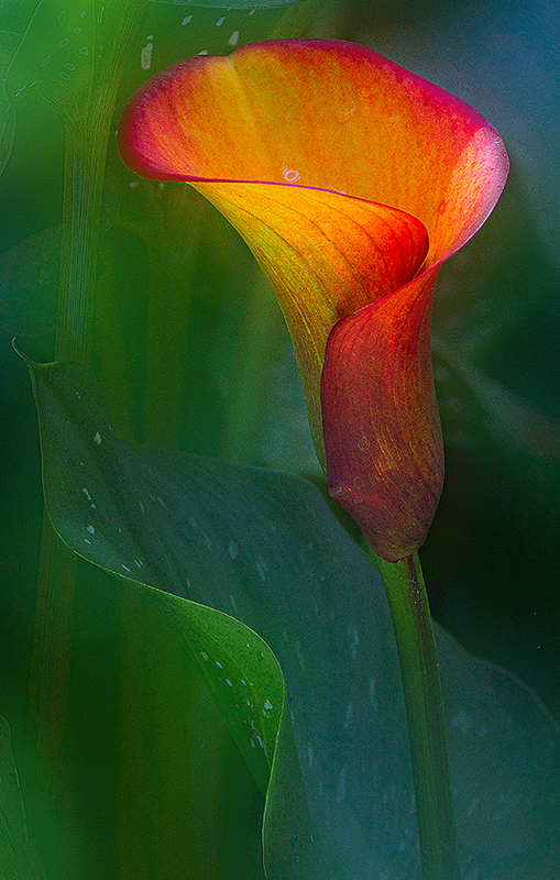 Orange Lily By Darlene Elwin 