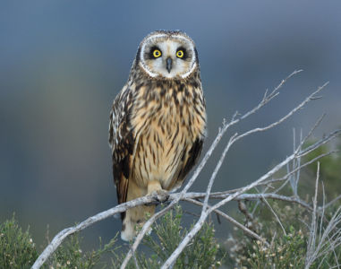 Short-eared Owl At Dusk By Debbie Beals