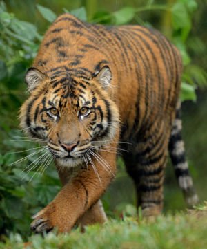 Young Tiger Stalking By Mike Wilson