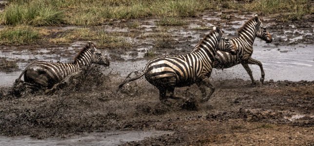 Panic At The Waterhole Lin Craft