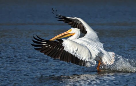 American White Pelican Lifting Off By Mark Whitbeck
