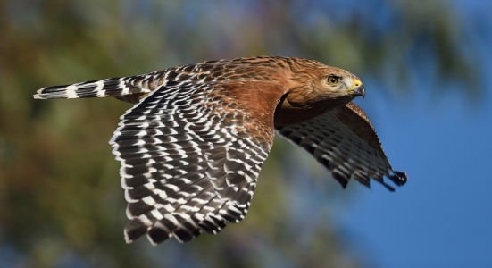 Red-shouldered Hawk By Debbie Beals