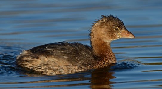 Pied-billed Grebe by Mike Wilson