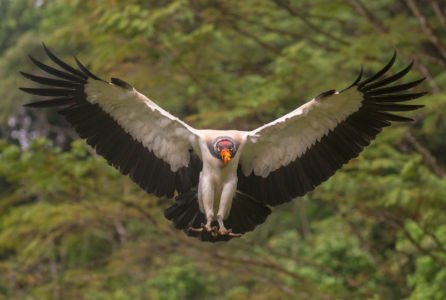 King Vulture-A Roadkill's Perspective Neil Soloman