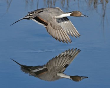 Pintail Reflecting by Mike Wilson