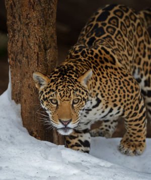 Jaguar Enters A New World by Mark Whitbeck