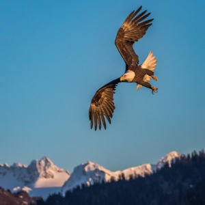 Soaring The Peaks by Bruce Hollingsworth