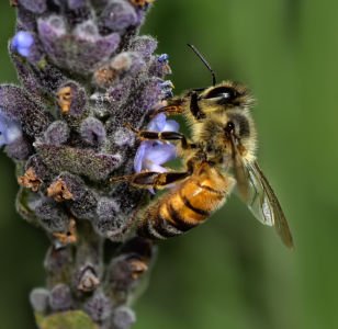 Young Worker Bee On Lavender by Mark Whitbeck
