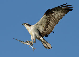 Osprey With Needlefish By Mike Wilson
