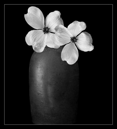 Darkroomers Weekend Workshop Series: Still Life